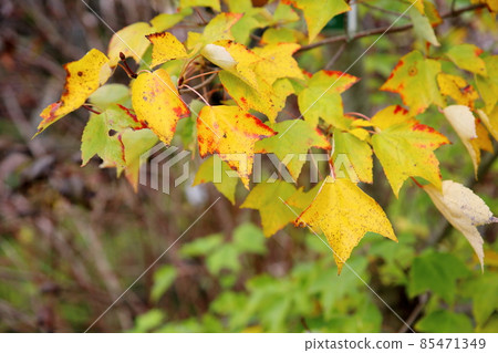 Colored Acer diabolicum leaves 85471349