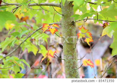 Colored Acer diabolicum leaves 85471350