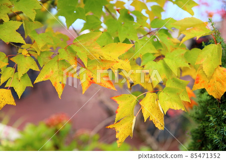 Colored Acer diabolicum leaves 85471352