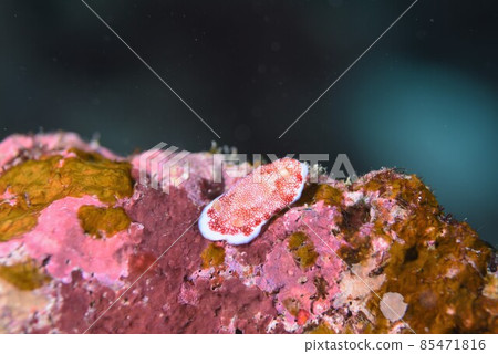 Chirimen Nudibranch on Ishigaki Island Part 2 85471816