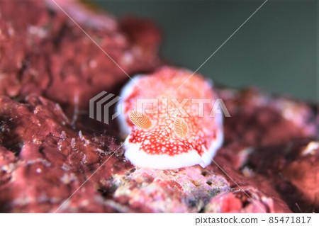 Chirimen Nudibranch on Ishigaki Island Part ③ 85471817