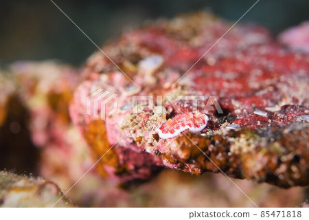 Chirimen Nudibranch on Ishigaki Island Part ④ 85471818