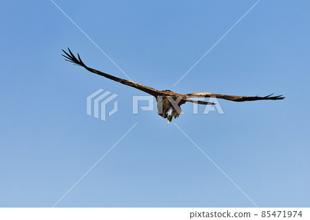 Black kite catching a fish 85471974