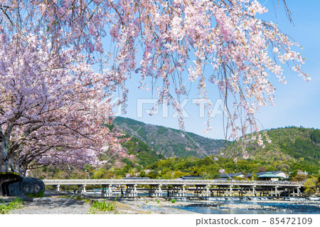 Kyoto Arashiyama-From Togetsu Bridge and full bloom weeping cherry tree, Nakanoshima Park- 85472109