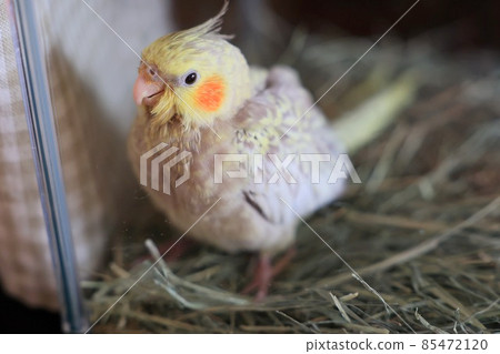 玄鳳鸚鵡出生後大約一個月 玄鳳鸚鵡出生後大約一個月 85472120