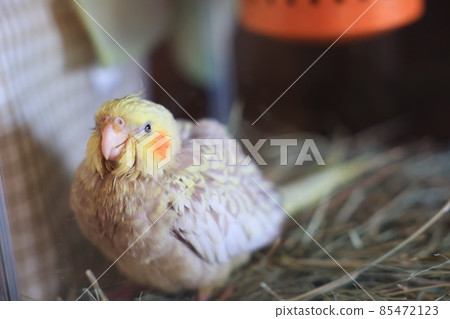 玄鳳鸚鵡出生後大約一個月 玄鳳鸚鵡出生後大約一個月 85472123