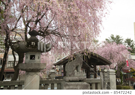 Morioka Castle Ruins Park Sakurayama Shrine Cherry Blossoms 85472242