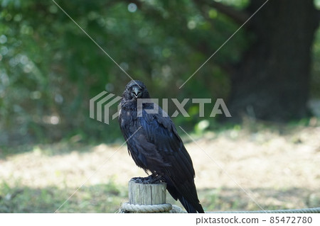 烏鴉棲息在木柵欄上 85472780