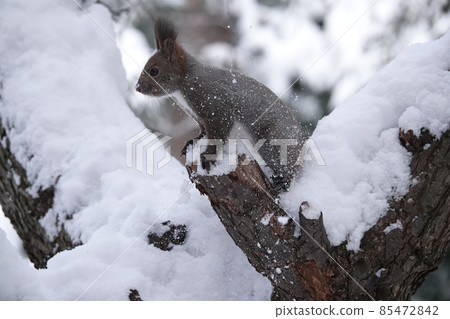 Snow and Ezoris 85472842