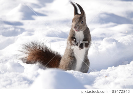 雪和Ezoris 85472843