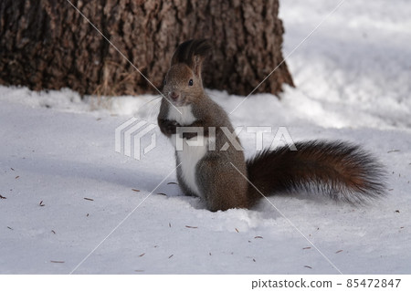 雪和Ezoris 85472847