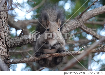 初冬的松鼠 85472848