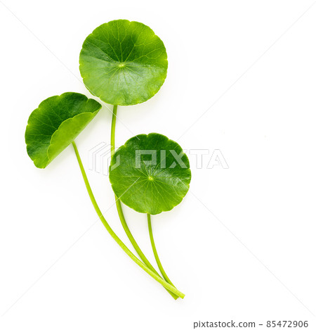 Close up centella asiatica leaves with rain drop isolated on white background top view. 85472906