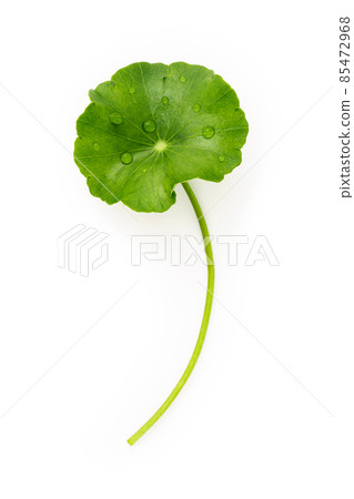 Close up centella asiatica leaves with rain drop isolated on white background top view. 85472968