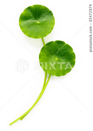 Centella asiatica leaves isolated on white background. 85472974