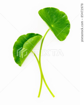 Close up centella asiatica leaves with rain drop isolated on white background top view. 85472978