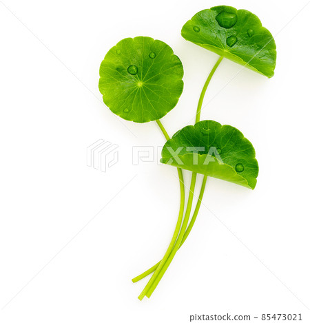 Close up centella asiatica leaves with rain drop isolated on white background top view. 85473021