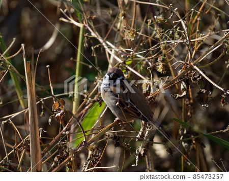 灌木叢中的麻雀 灌木叢中的麻雀 85473257