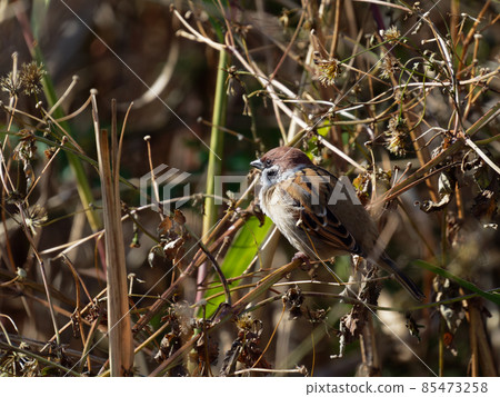 灌木叢中的麻雀 85473258