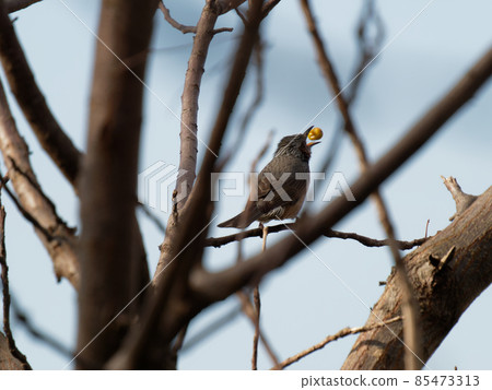 Bulbul to play Bulbul to play 85473313