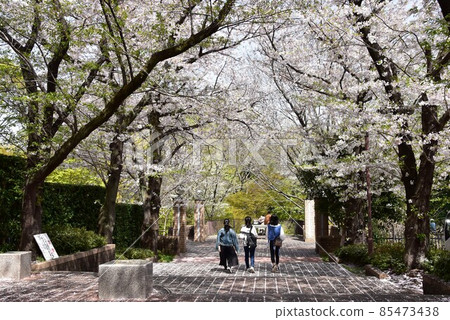 Machida City Serigaya Park South Exit Approach Garden Road in full bloom Machida City Serigaya Park South Exit Approach Garden Road in full bloom 85473438