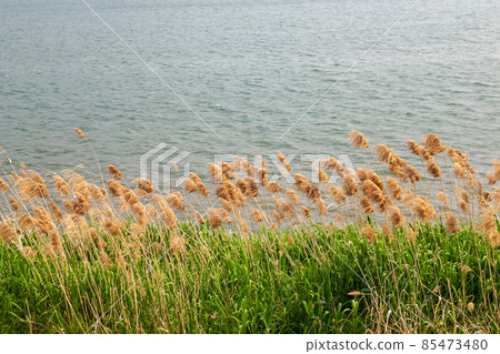 Reeds by the Han River Reeds by the Han River 85473480