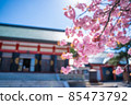 Cherry blossoms in the shrine 85473792