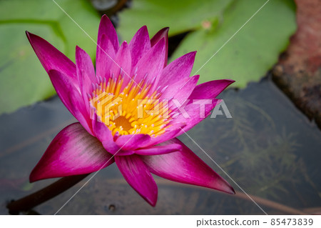 Close up of beautiful pink lotus flower (or water lily flower) growing and floating on the water pond. Lotus has been a symbol of Buddha, and it blooms profusely in Buddhist art and literature. Close up of beautiful pink lotus flower (or water lily flower) growing and floating on the water pond. Lotus has been a symbol of Buddha, and it blooms profusely in Buddhist art and literature. 85473839
