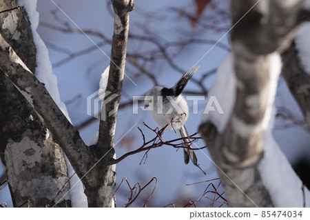 Cute shima enaga 85474034