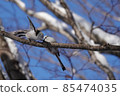 Long-tailed tit couple 85474035