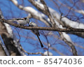 Long-tailed tit couple 85474036