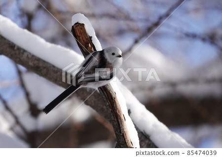 Cute shima enaga 85474039