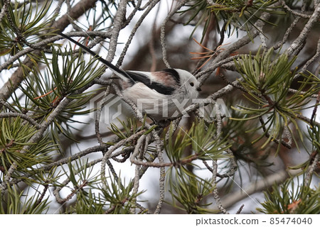 Cute shima enaga 85474040