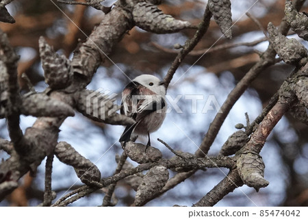 Cute shima enaga Cute shima enaga 85474042