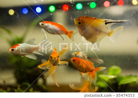Aquarium with goldfish and algae for sale in pet shop 85474353
