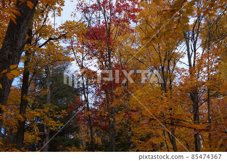 Algonquin Provincial Park Lookout Trail Landscape, Canada 85474367