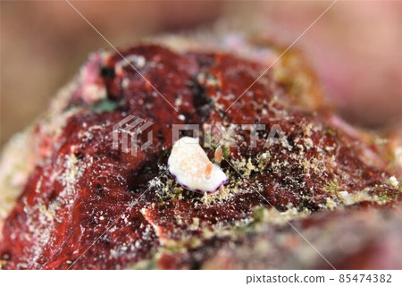 Ishigaki Island Himecommon Nudibranch Part ③ Ishigaki Island Himecommon Nudibranch Part ③ 85474382