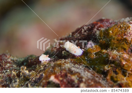 石垣島 Himecommon Nudibranch Pair Part ③ 石垣島 Himecommon Nudibranch Pair Part ③ 85474389