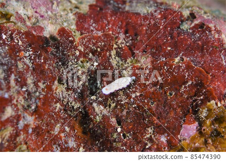 石垣島 Himecommon Nudibranch Part ⑦ 石垣島 Himecommon Nudibranch Part ⑦ 85474390