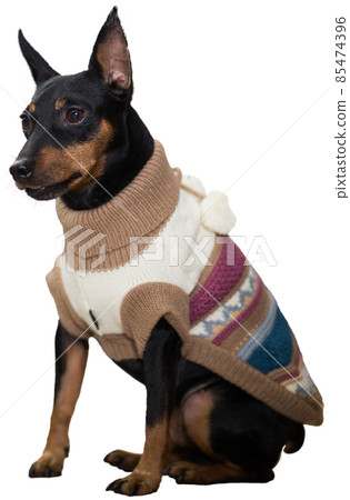 Pinscher puppy over white Pinscher puppy over white 85474396