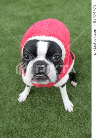 Boston Terrier wearing a red hood on a green lawn and looking happily and cutely 85474478