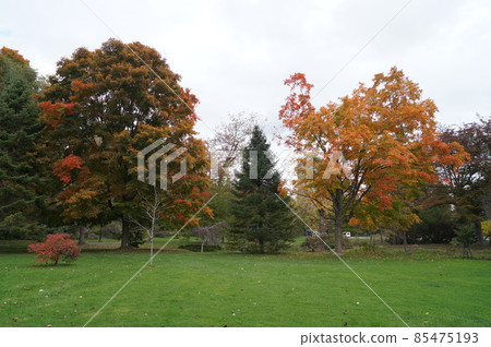 加拿大維多利亞女王公園的秋葉 85475193