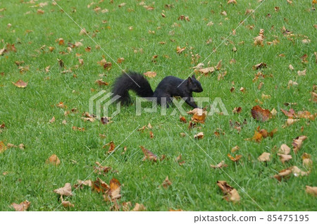 加拿大尼亞加拉維多利亞女王公園的黑松鼠 85475195