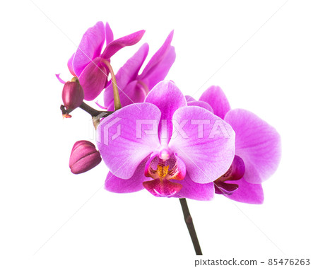 Blooming twig of purple orchid. Blooming twig of purple orchid. 85476263