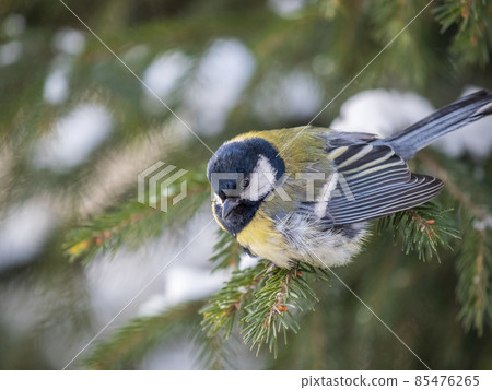 Cute bird Great tit, songbird sitting on the fir branch with snow in winter Cute bird Great tit, songbird sitting on the fir branch with snow in winter 85476265
