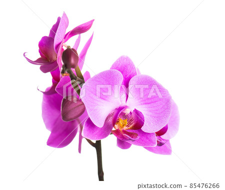 Blooming twig of purple orchid. Blooming twig of purple orchid. 85476266