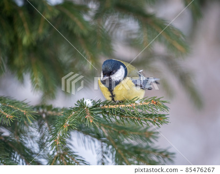Cute bird Great tit, songbird sitting on the fir branch Cute bird Great tit, songbird sitting on the fir branch 85476267