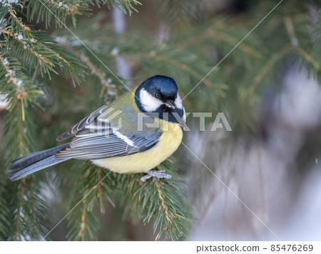 Cute bird Great tit, songbird sitting on the fir branch Cute bird Great tit, songbird sitting on the fir branch 85476269