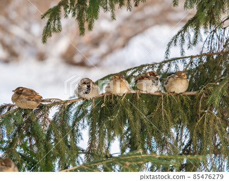 Five Sparrows sits on a fir branch in the autumn or winter Five Sparrows sits on a fir branch in the autumn or winter 85476279