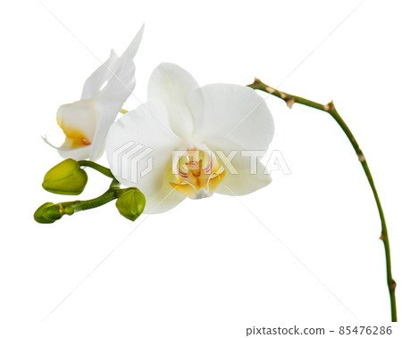 Orchid flowers isolated on white. Orchid flowers isolated on white. 85476286